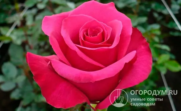 Роза «Пинк Флойд» (на фото) в течение всего периода цветения не теряет яркости и не меняет насыщенный оттенок
