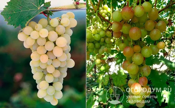 На фото – отдельные сорта винограда, послужившие родительскими формами: «Мускат де Сен Валье» (слева) и «Королева таировская» (справа)