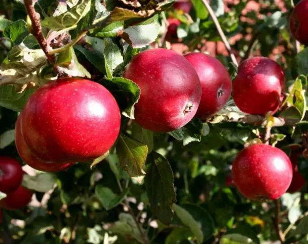Спелые плоды яблони Красное раннее