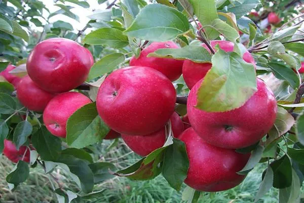 Яблоня Красное раннее фото