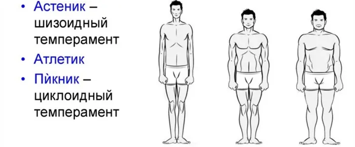 Строение тела человека