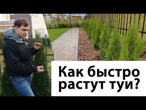 Как быстро растет туя