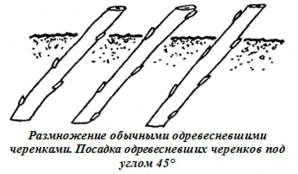 3 эффективных способа размножения смородины