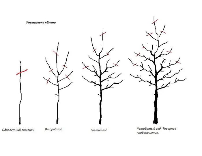 Как обрезать колоновидную яблоню. Пошаговое руководство