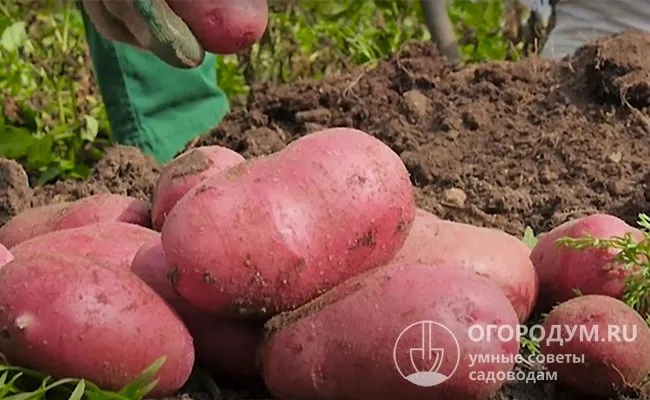 Картофель Маяк: описание сорта, фото и отзывы