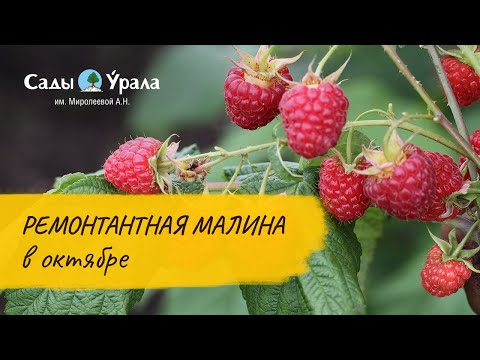 Малина Карамелька