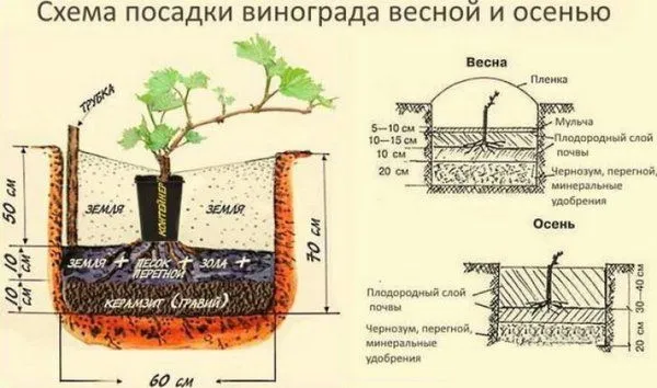 Виноград Заря Несветая очень ранний, Садовита