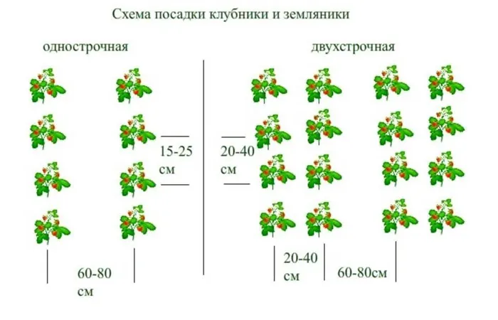 Дачнику на заметку: как правильно поливать малину