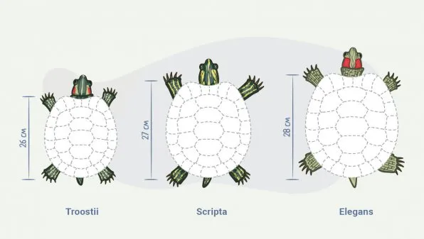 Красноухие черепахи размеры