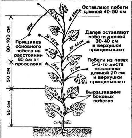Отрезаем лишнее: все о формировке огурцов простыми словами