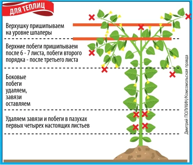 Формирование огурцов в теплице