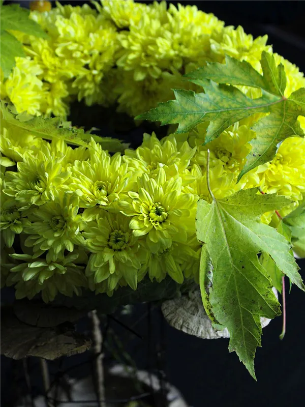 The Rediscovery of Chrysanthemum Pina Colada Yellow 01