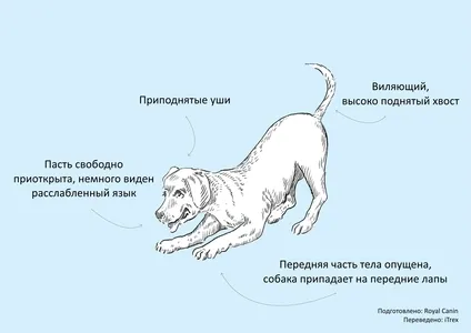 как собаки читают наши мысли, язык