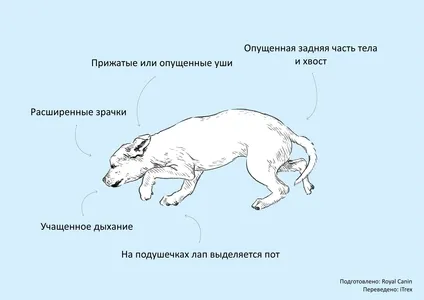 как собаки читают наши мысли, язык