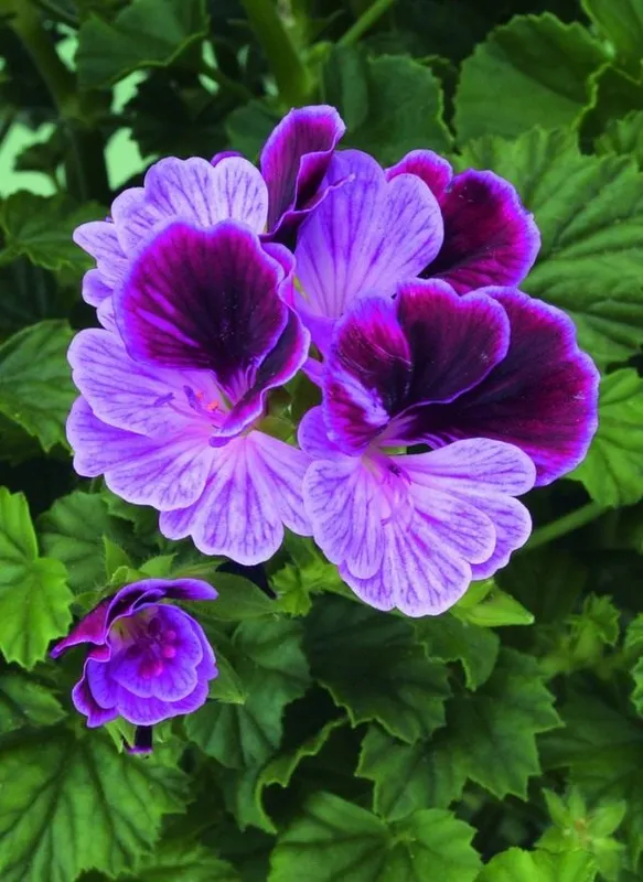 Пеларгония (Pelargonium)