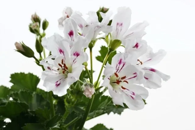 Пеларгония (Pelargonium)