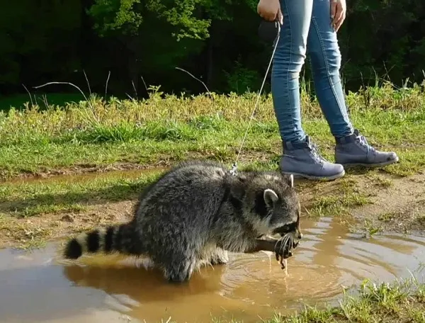 Бомба замедленного действия. Можно ли одомашнить дикого зверя