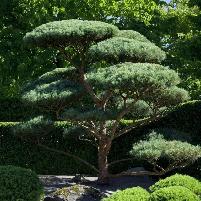 Сосна обыкновенная (Pinus sylvestris)