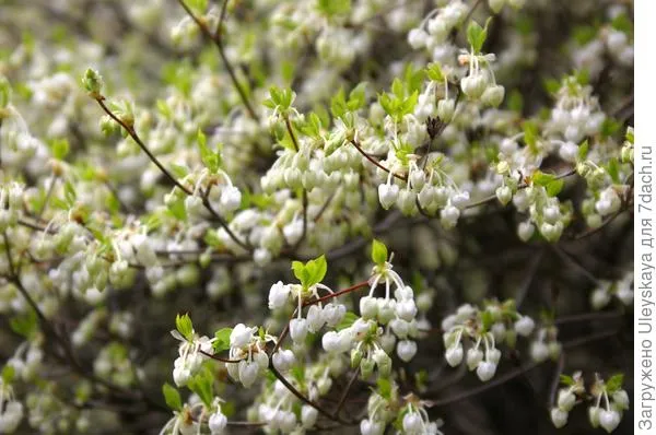 Энкиантус колокольчатый f. albiflorus. Фото автора