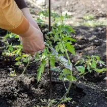 Некоторые огородники для подвязывания используют старые хлопковые футболки или рубашки, разрезанные на полоски