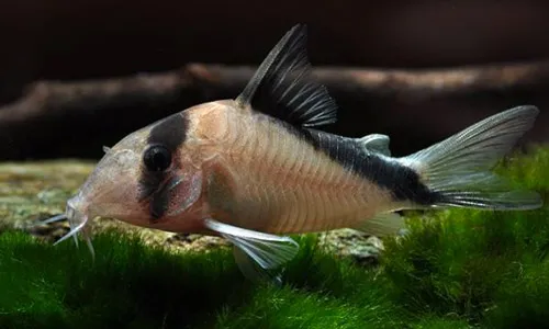 Коридорас Сэндса, Corydoras davidsandsi