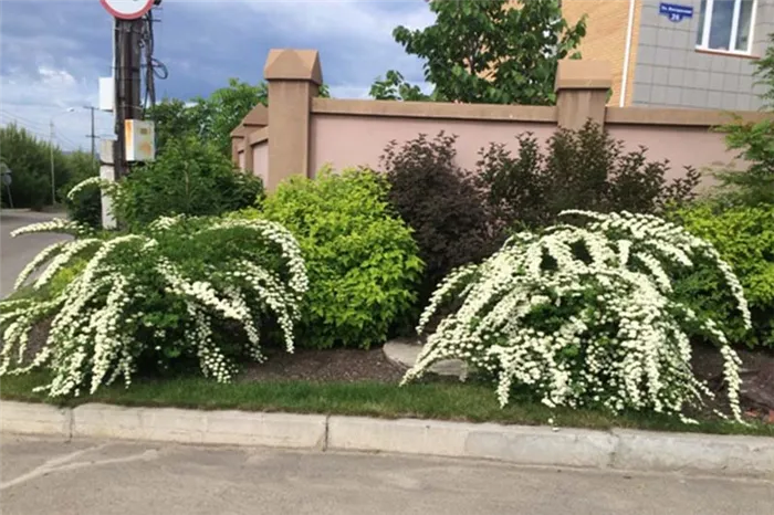 Спирея Японская Живая Изгородь Фото