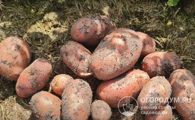 Согласно потребительским отзывам, картофель Родрига обладает отличными вкусовыми качествами