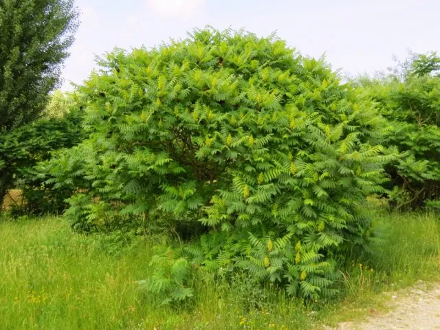 Выращивание сумаха оленерогого