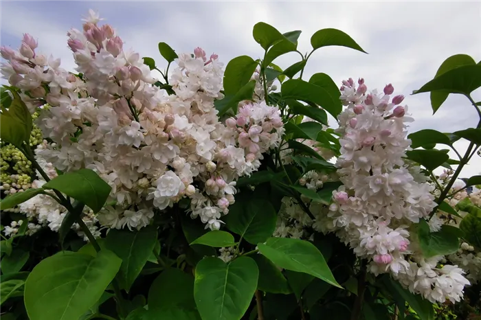 Syringa vulgaris `Krasawica Moskwy` (2).jpg