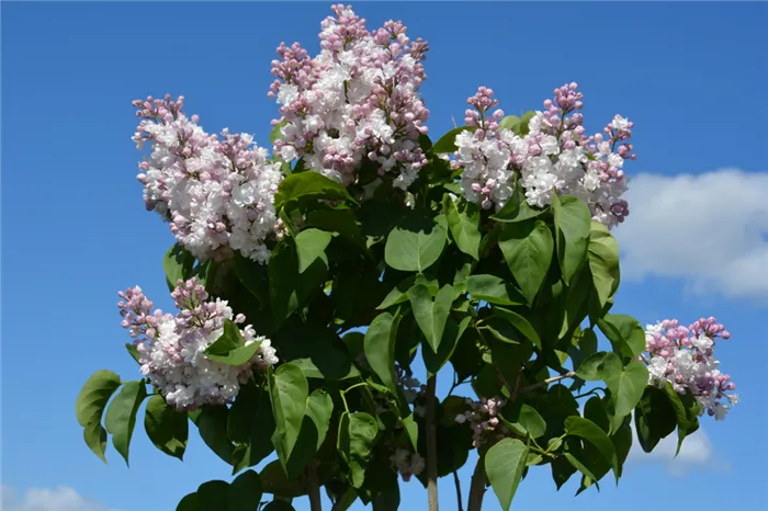 Syringa vulgaris `Krasawica Moskvy`_2020.05.21.JPG