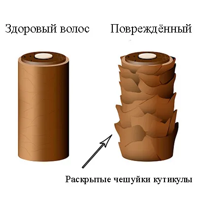 Как выглядит кутикула волоса