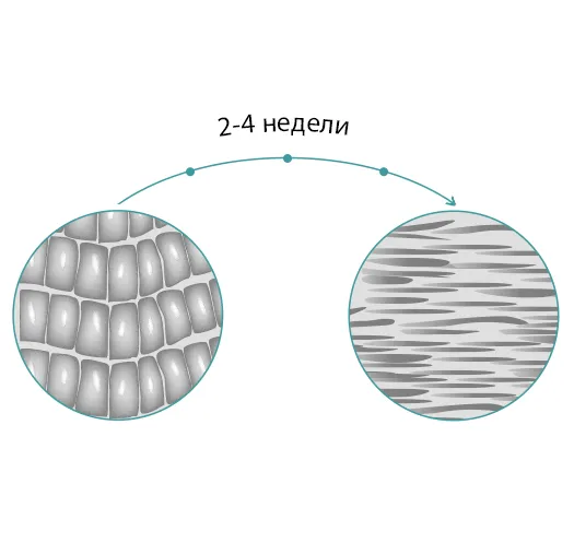 Жизненный цикл эпидермиса
