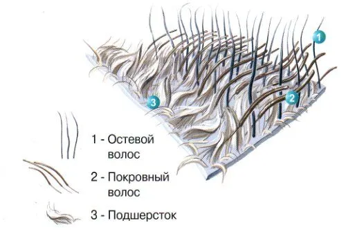 Анатомия и физиология кожи кошек