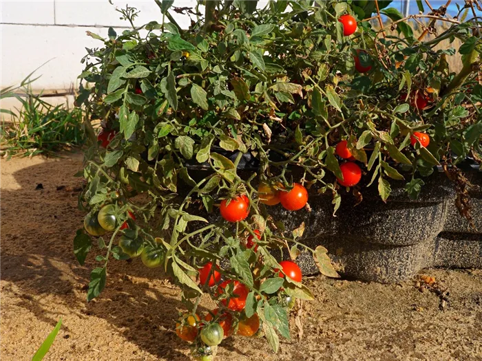 ampelnye-tomaty-foto-opisanie-sortov-lichnyj-opyt-vyrashhivaniya-7