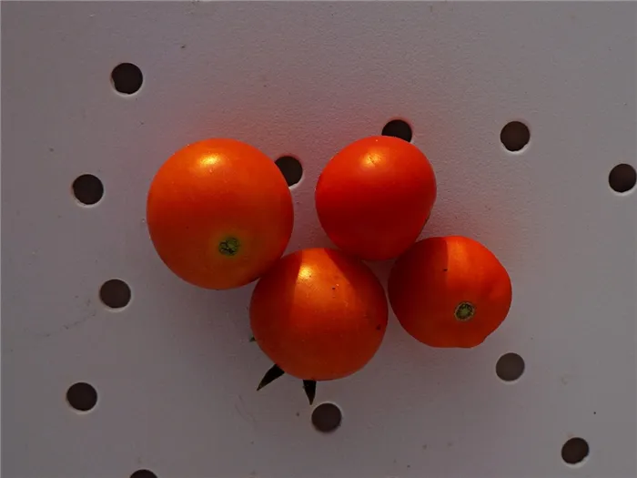 ampelnye-tomaty-foto-opisanie-sortov-lichnyj-opyt-vyrashhivaniya-6