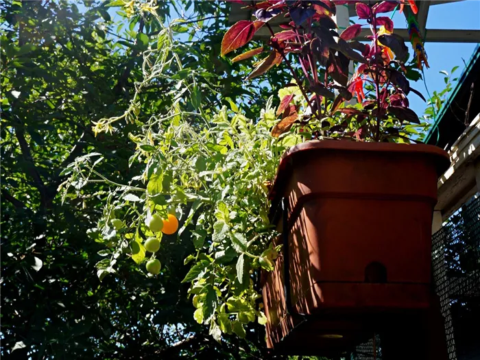 ampelnye-tomaty-foto-opisanie-sortov-lichnyj-opyt-vyrashhivaniya-8