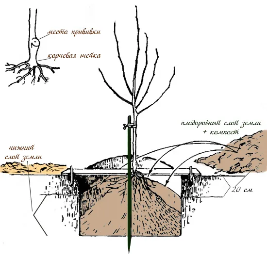 Схема посадки дерева