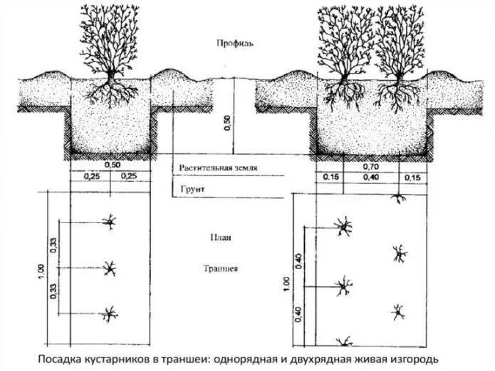 Схема высадки живой изгороди из кизильника блестящего