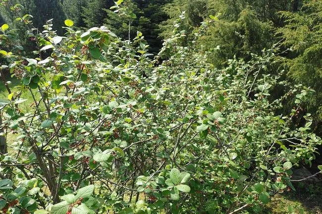 Кизильник черноплодный (Cotoneaster melanocarpus)