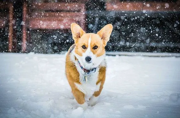 Клички для активных корги