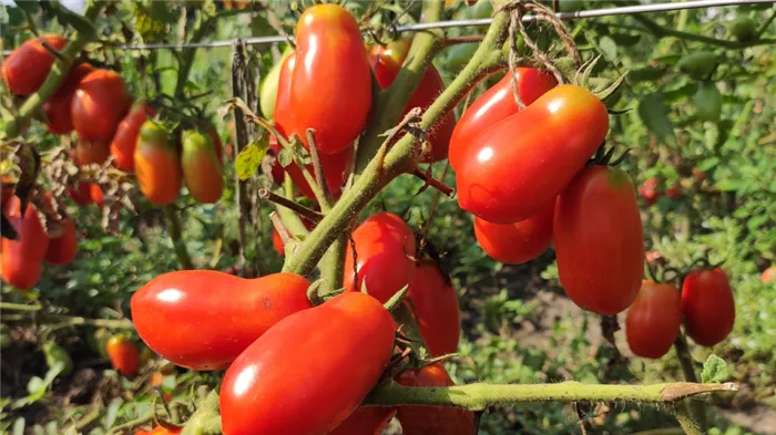 Семена Сальвия сверкающая Амор, 4шт, Гавриш, Лавандовые грезы