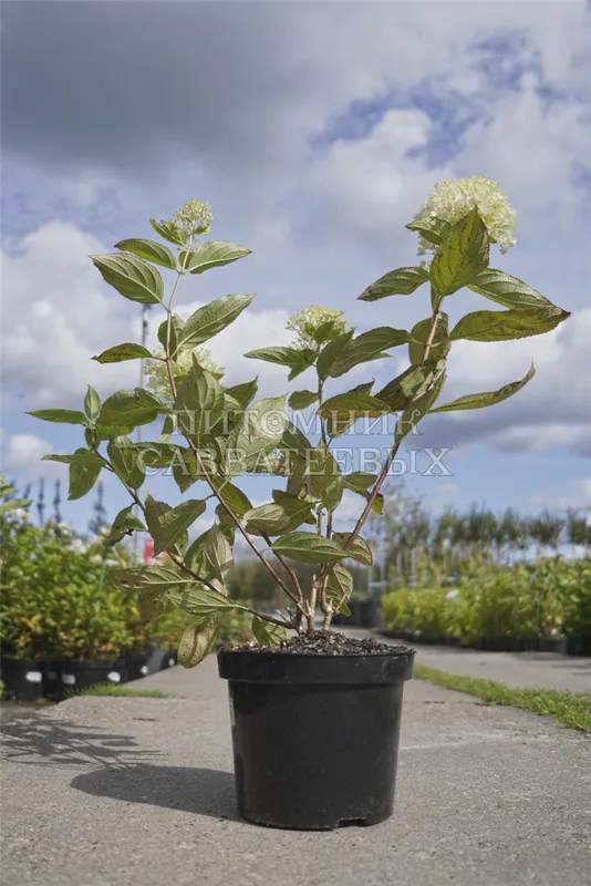 Гортензия метельчатая (Hydrangea paniculata) Меджикал Свит Саммер Р9 СП/24