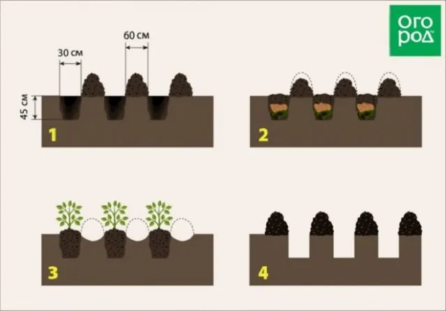 посадка картофеля по Квартальновой