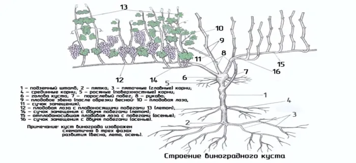 Структура виноградного куста