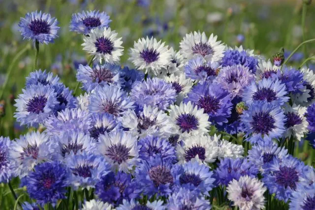 Василек (Centaurea)