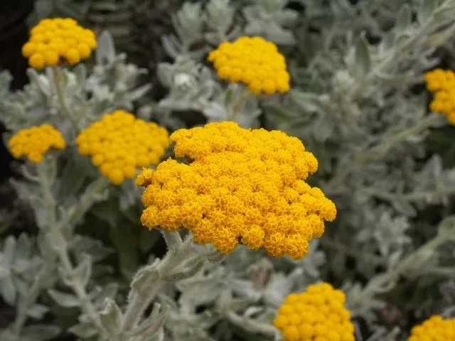 Гелихризум (Helichrysum)