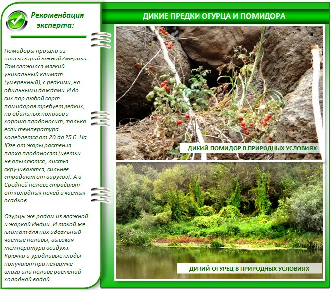 Природные условия огурца и помидора