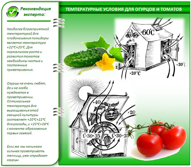 Условия выращивания помидора и огурца в теплице