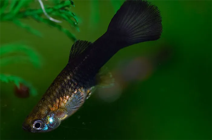 Гуппи Черный принц (Poecilia reticulata)