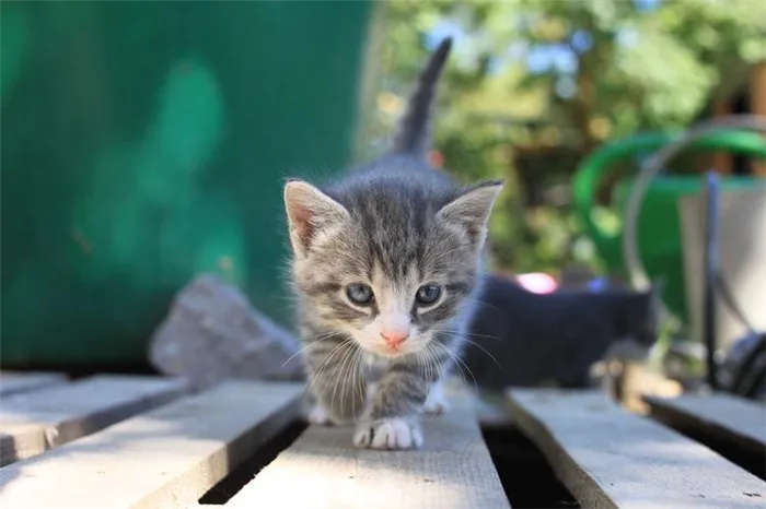 Можно ли дрессировать котенка